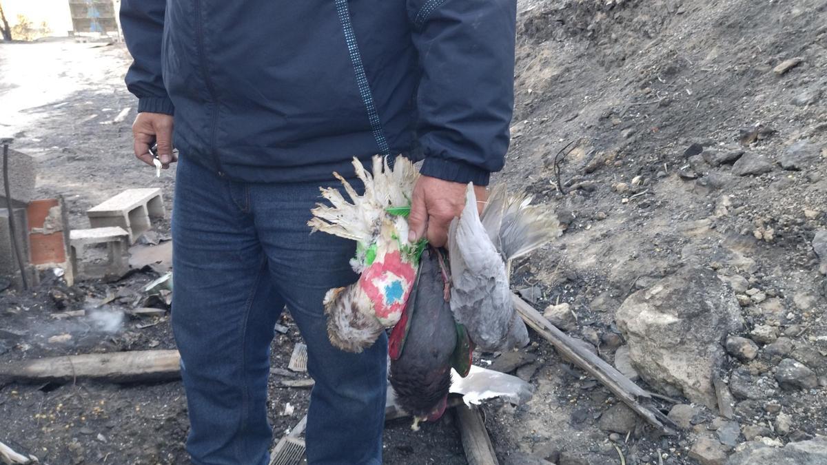 El colombicultor lleva en la mano varios de los palomos que murieron por el humo y el fuego