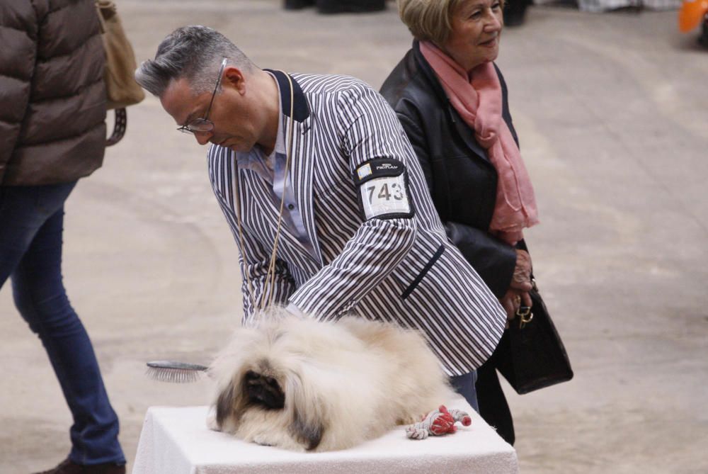 Expocanina 2018