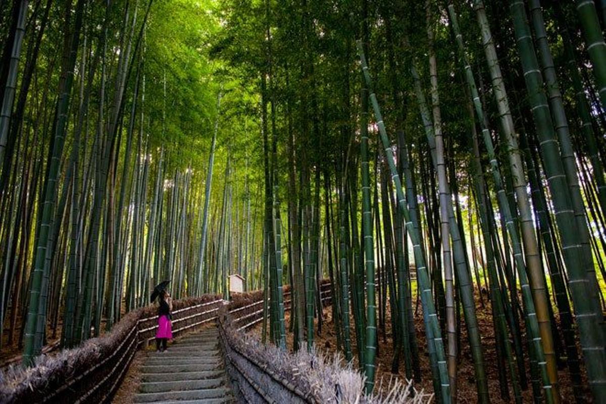 Bosque de bambú en Kioto.