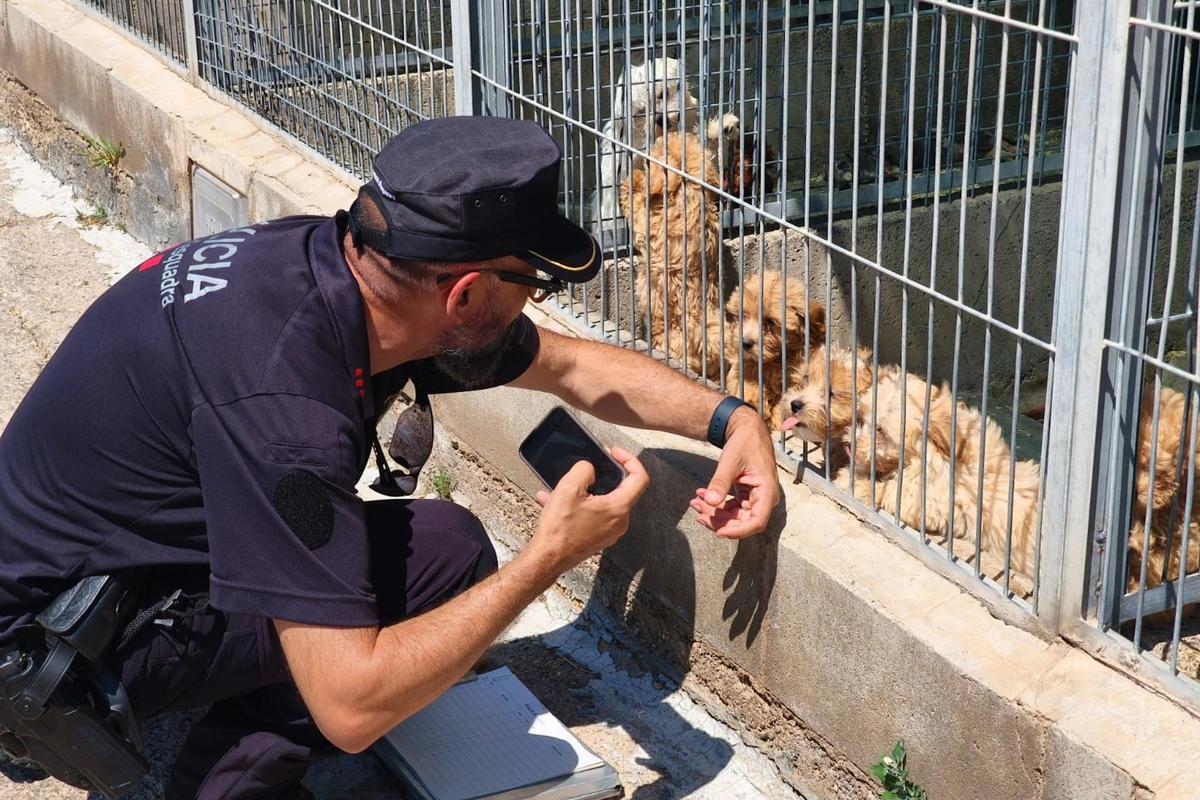 Un mosso amb cadells en una intervenció de l'URMA de Girona.