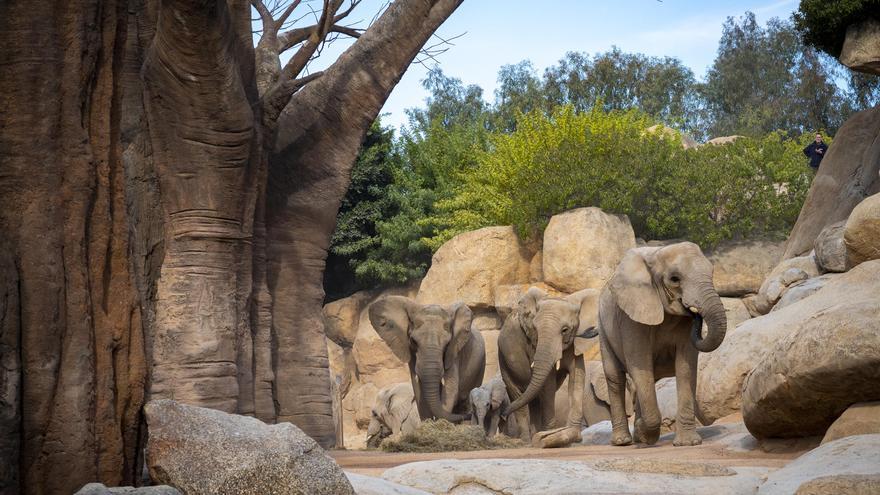 Makena, la cría de elefante de Bioparc València, cumple seis meses