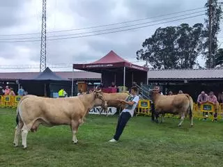 Pasarela de vacuno en Llanera, donde el campo asturiano exhibe su poderío