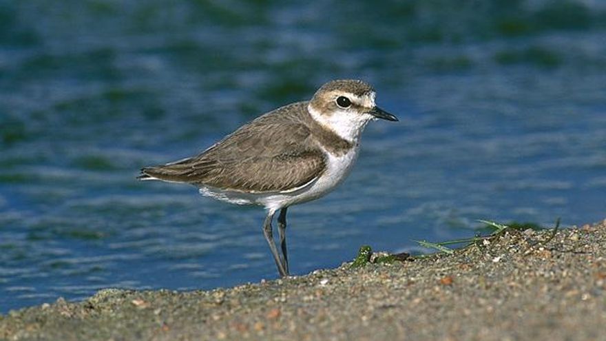 Gobierno y SEO/Birdlife impulsan la conservación del chorlitejo en Canarias