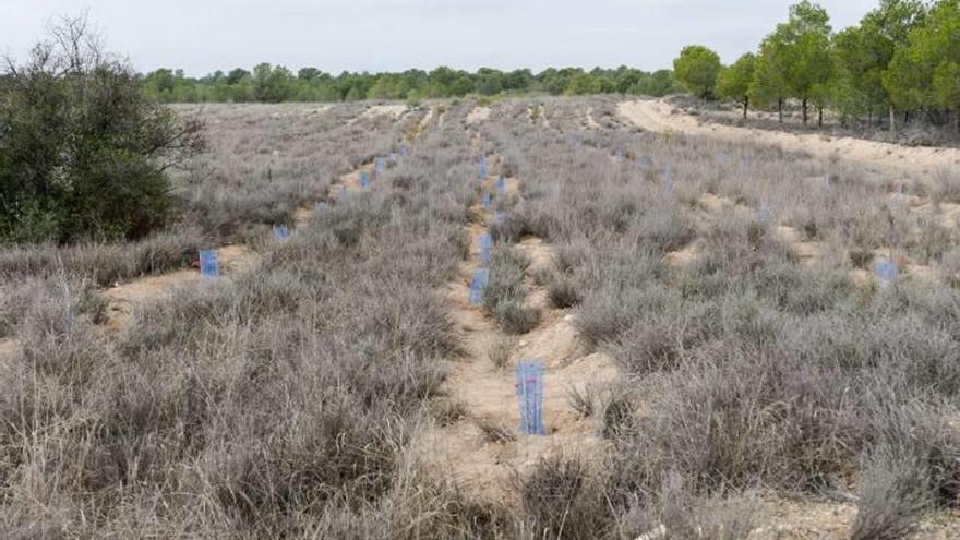 Los estudiantes reforestan la finca Alhagüeces con dos mil arbustos