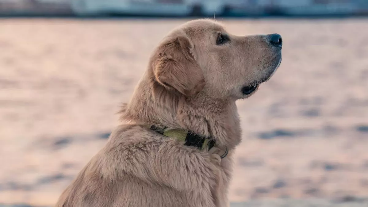 Cuidado con tu mascota en el coche: esto recomienda la Guardia Civil