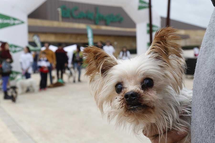 Una día muy perruno en la Canicross de Córdoba