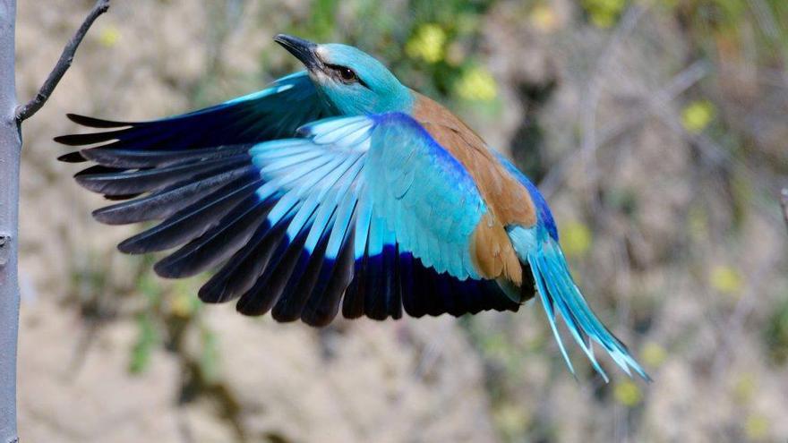 SEO BirdLife instala cajas nido en fincas de Los Monegros para recuperar la carraca europea