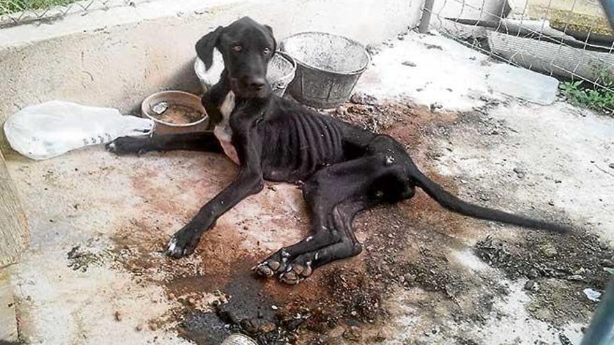 El perro, cuando fue hallado y rescatado por la Policía Local.