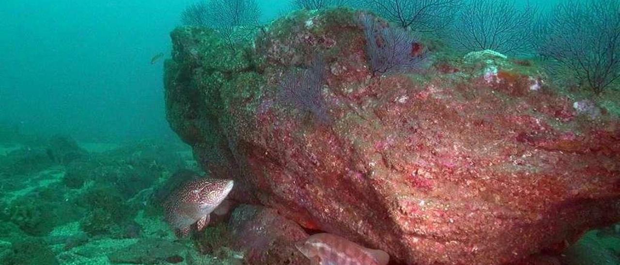 Un pinto y una maragota, en los fondos rocosos del archipiélago de Cíes. // Jorge H. Urcera/Bioimaxe