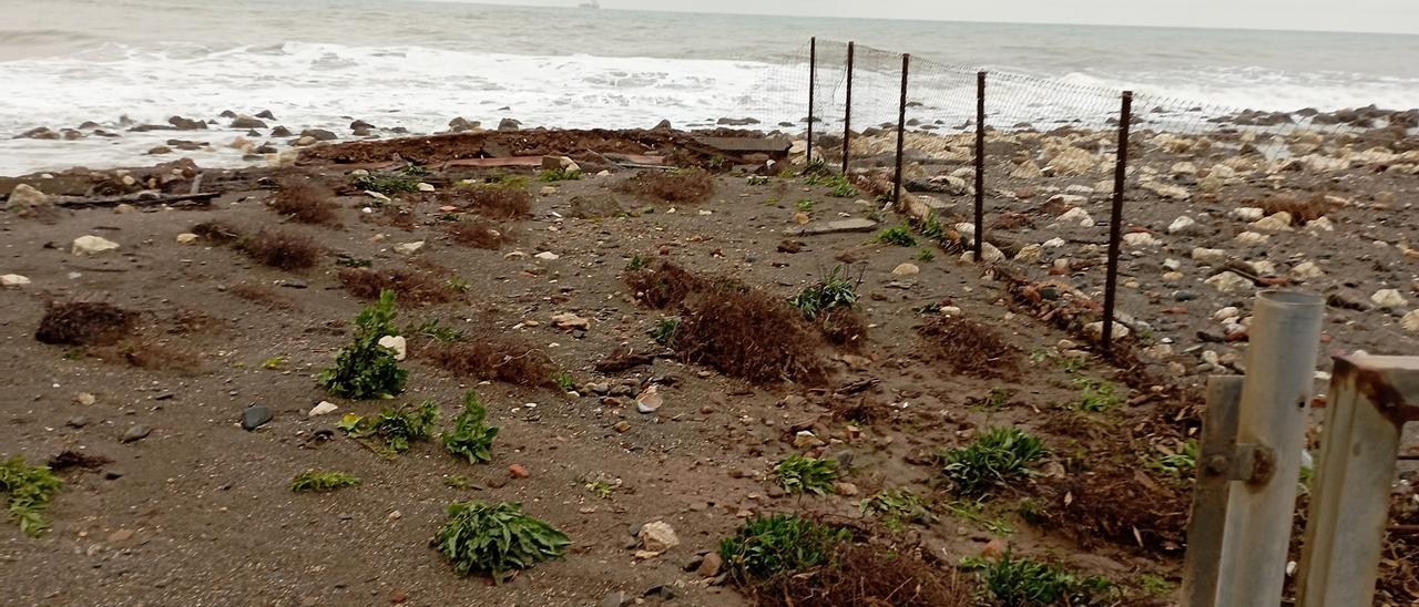 Estado de la plantación del 'Limonium carminis' tras el temporal de comienzos de abril.