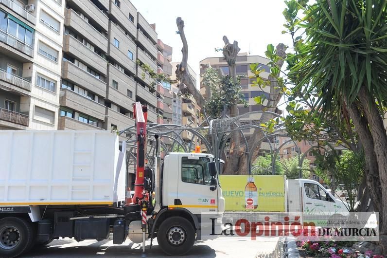 El estado final del ficus de Santo Domingo