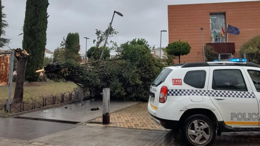 El viento arranca ramas y árboles y corta la circulación ferroviaria en Córdoba