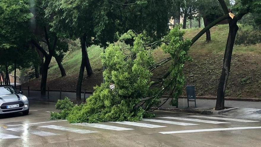 L&#039;arbre caigut ahir a la pujada de les Pedreres