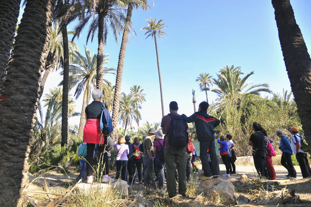 Palmeras de Elche importadas a Japón