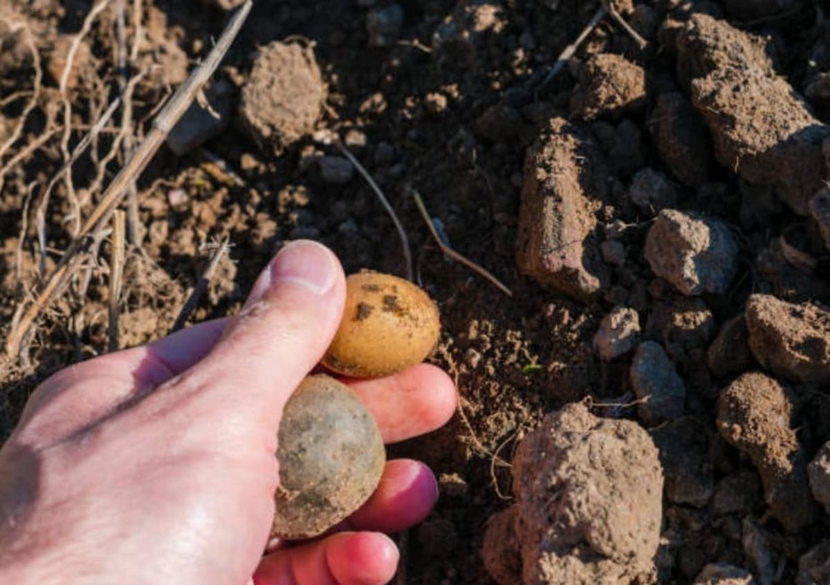 Los tubérculos afectados no tienen un crecimiento natural. La producción baja y también la rentabilidad.