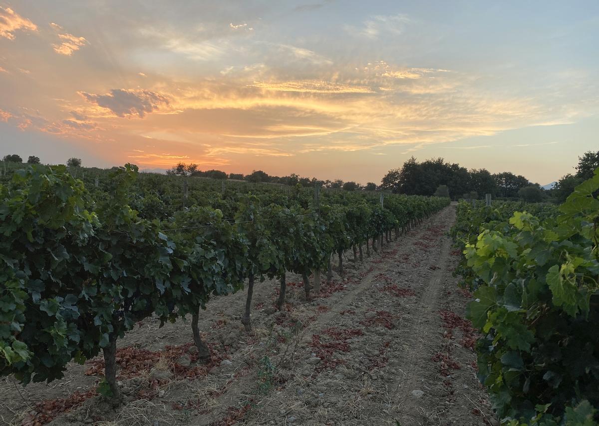 Paisaje al atardecer con viñas antes de la vendimia en el Alt Empordà, Girona