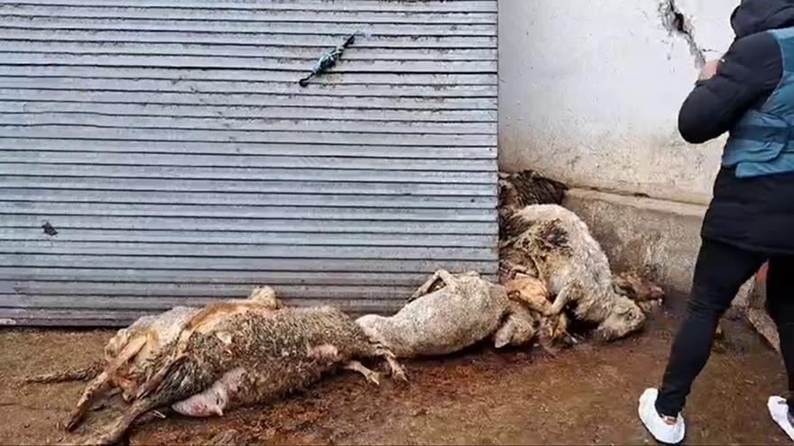 VÍDEO: Investigado un ganadero de Renedo (Valladolid) por abandono de los animales