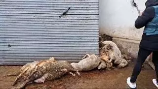 VÍDEO: Investigado un ganadero de Renedo (Valladolid) por abandono de los animales