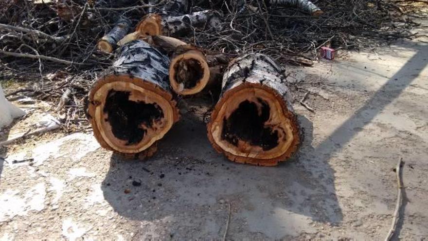 Castelló aplica una poda en el parque de la Panderola