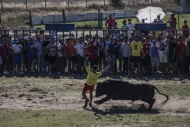 Encierro en Venialbo