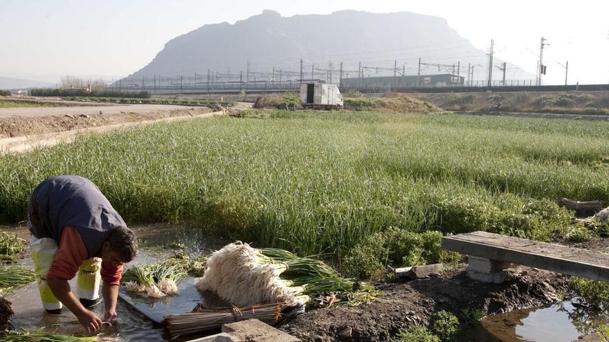 Un recolector en un campo de ajos tiernos de Xàtiva, en una imagen de 2017. | PERALES IBORRA