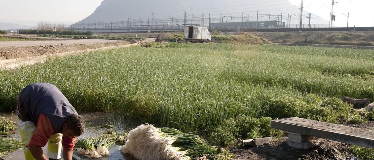 Un recolector en un campo de ajos tiernos de Xàtiva, en una imagen de 2017. | PERALES IBORRA