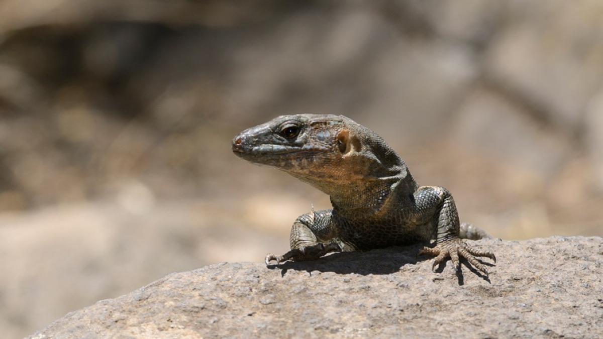 Lagarto gigante de Gran Canaria