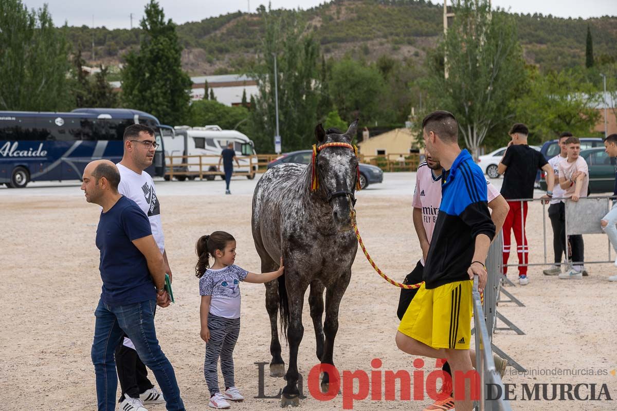 Control veterinario de los Caballos del Vino en Caravaca