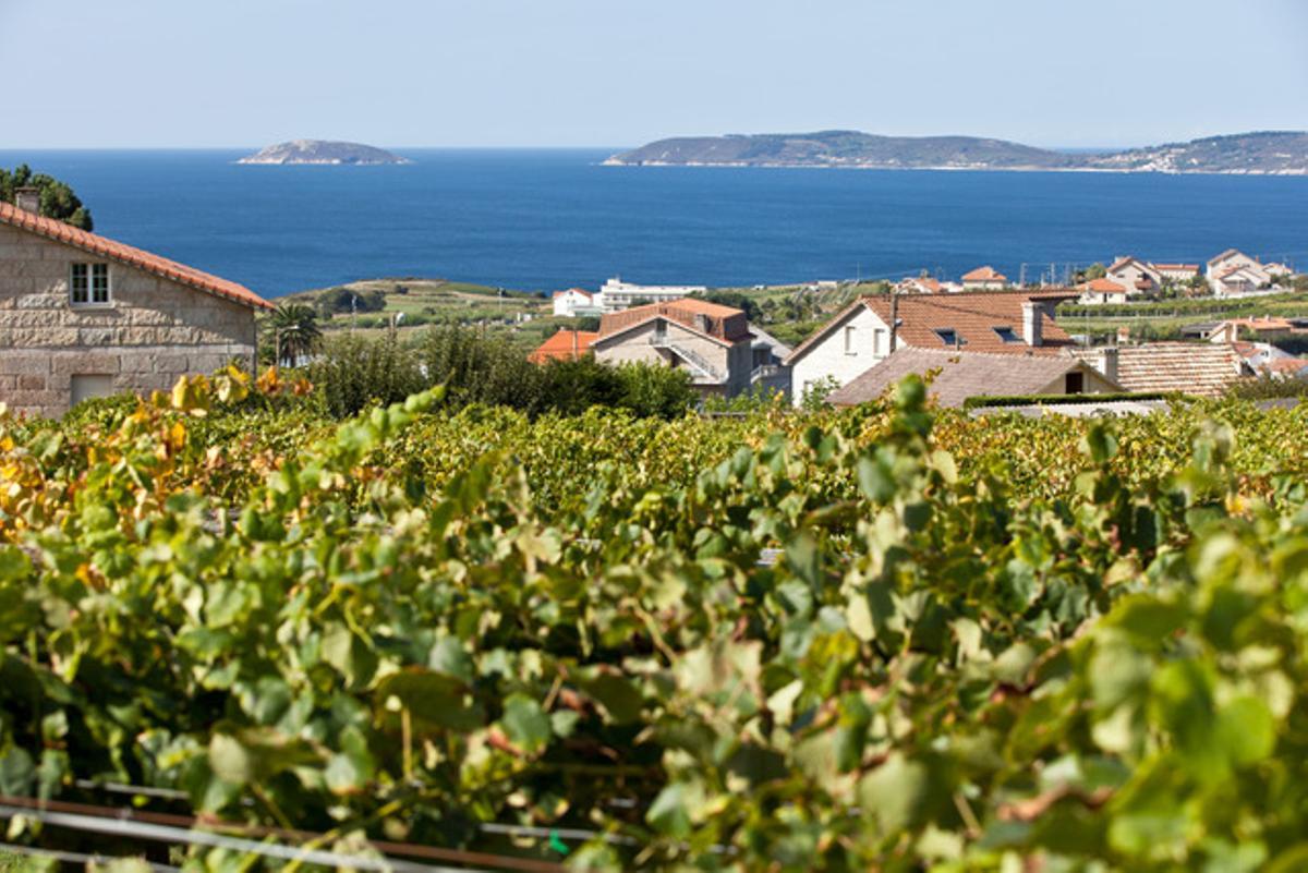 Viñas de la parroquia de Aios, en Sanxenxo, en las que se cultiva el vino O Con.