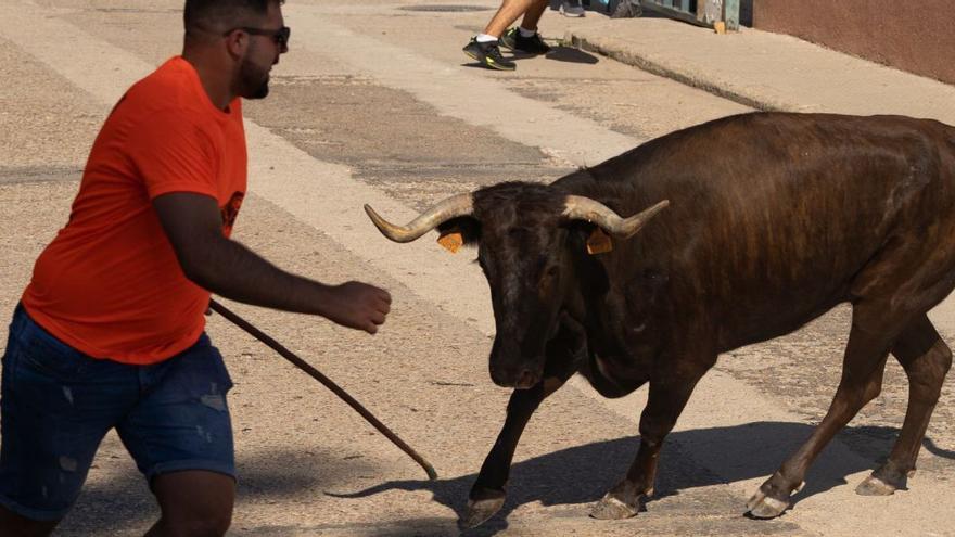 Distintos momentos del encierro urbano celebrado ayer por la mañana en Villaralbo. | José Luis Fernández