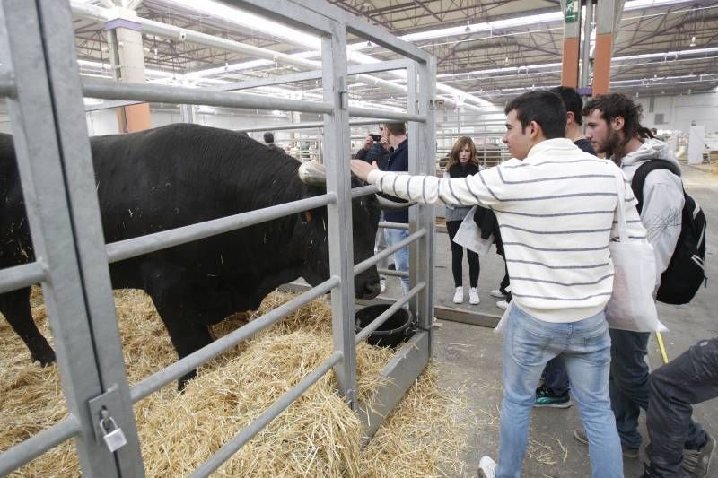 Fotogalería de la inauguración de Figan