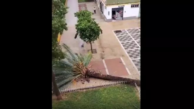 El vídeo viral de un mujer de Sevilla retransmitiendo "en directo" la caída de una palmera durante la borrasca