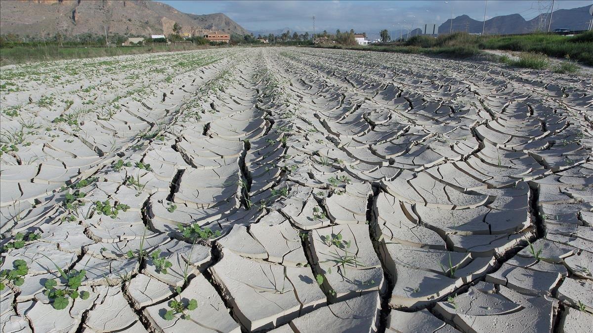 Campos de la huerta de Orihuela (Alicante) afectados por la sequía.