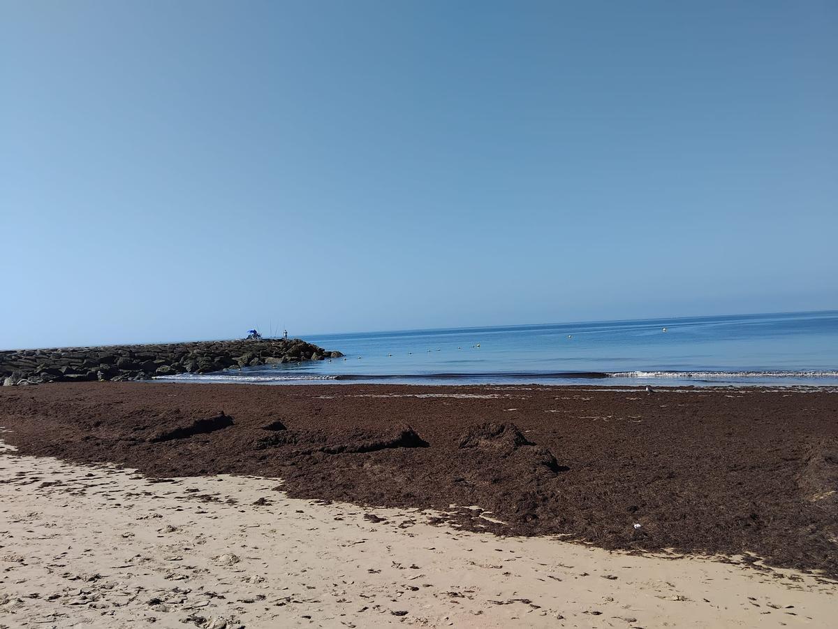 Arribazones de algas en una playa de Rota.