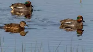 La peor invernada de la historia de Doñana: el censo de aves acuáticas se desploma
