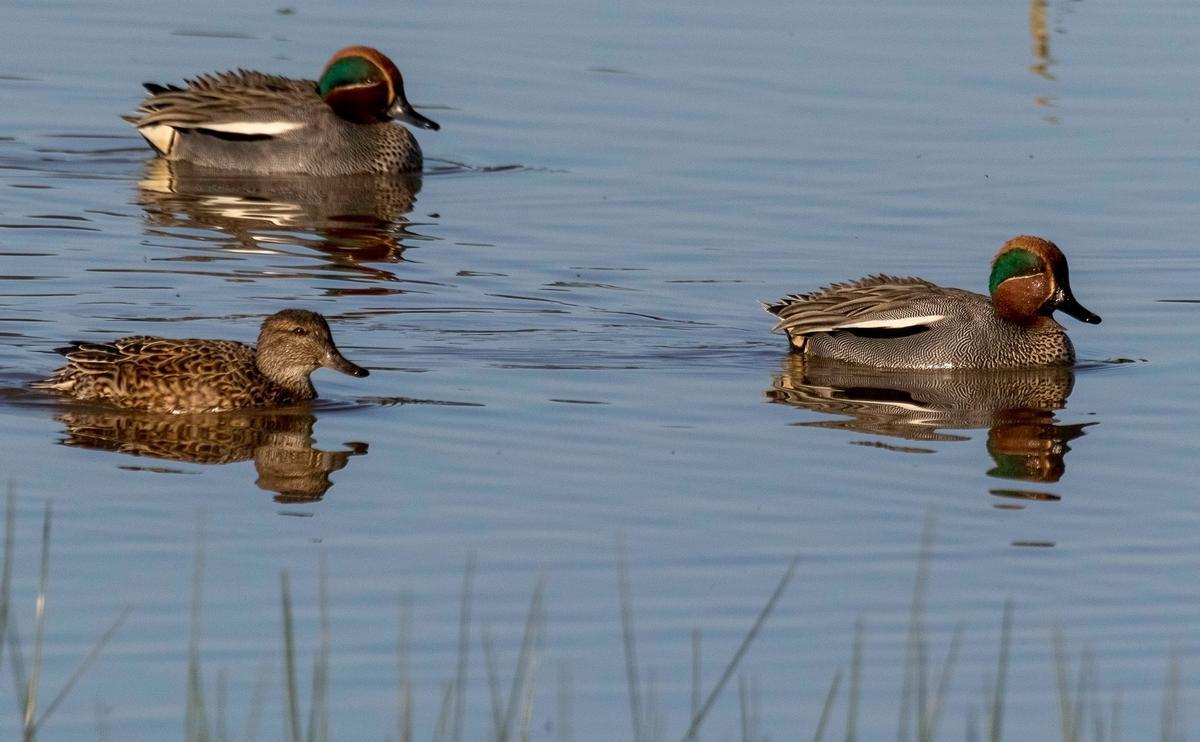 Las aves acuáticas caen en picado en Doñana