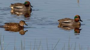 Las aves acuáticas caen en picado en Doñana