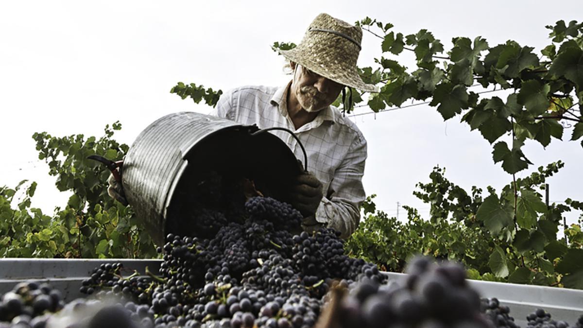 Grandes vinos ecológicos