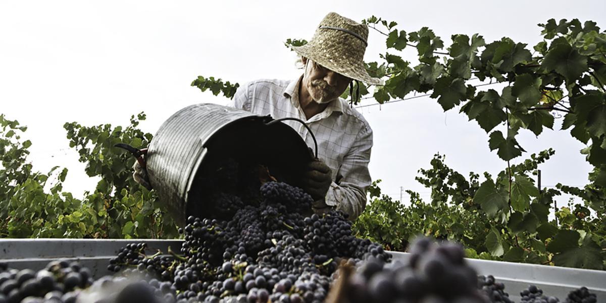 Grandes vinos ecológicos