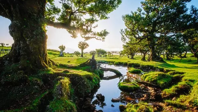 El bosque de Fanal, la peculiar Reserva de Descanso y Silencio de Madeira