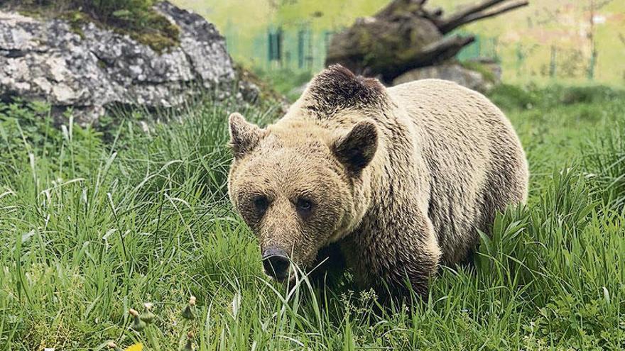 Exemplar de Ursus arctos L. // FdV