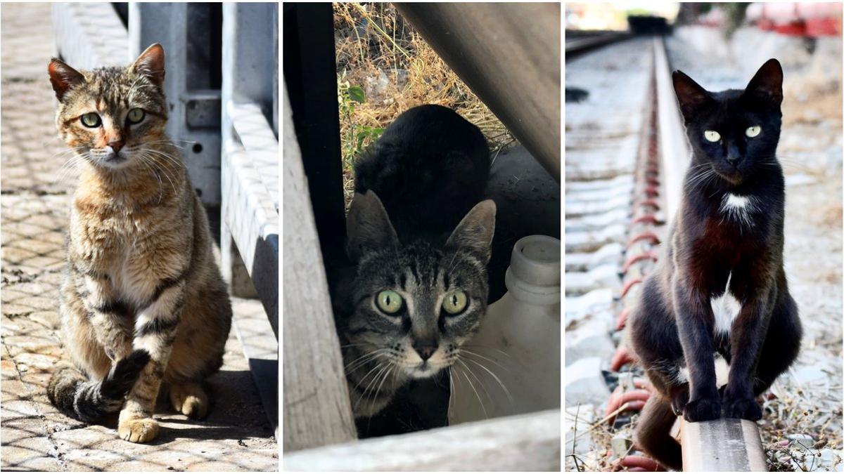 Combo de tres gatos en Barcelona.