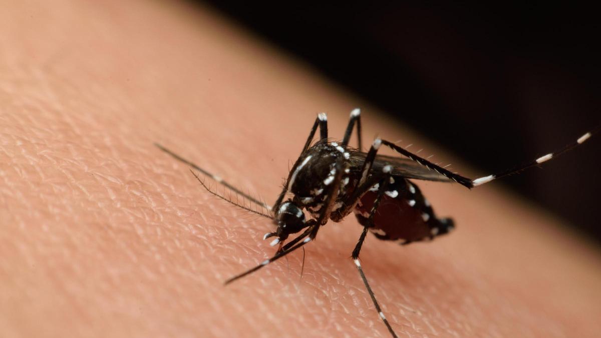 Imagen del mosquito que contagia el Virus del Nilo Occidental.