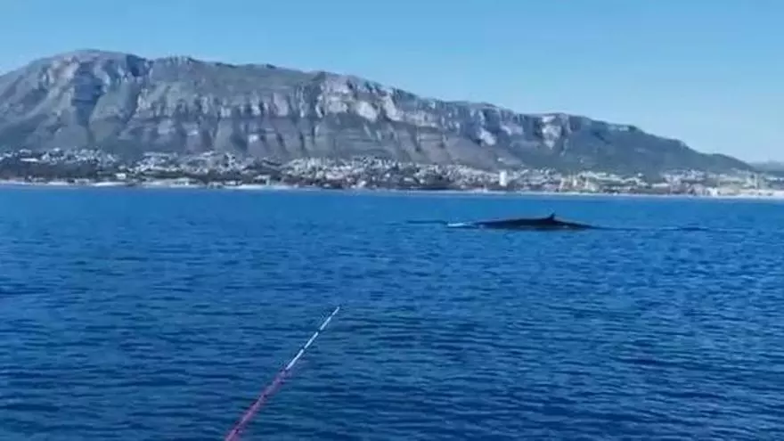 La gran migración de ballenas que maravilla en Dénia: 62 avistadas en un mes