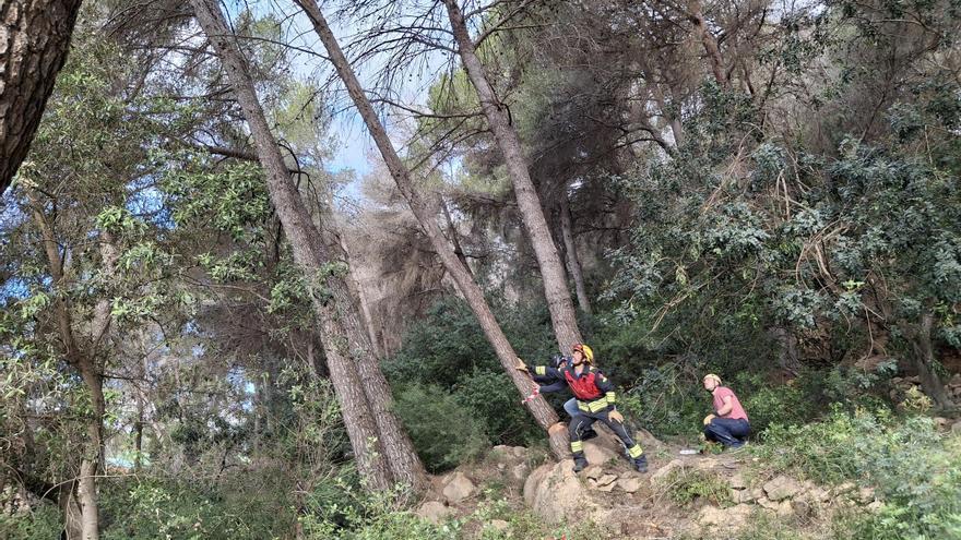 &quot;Ahora estamos más seguros&quot;: los bomberos talan en sus días libres 53 pinos muertos y secos de un bosque pegado a Jesús Pobre