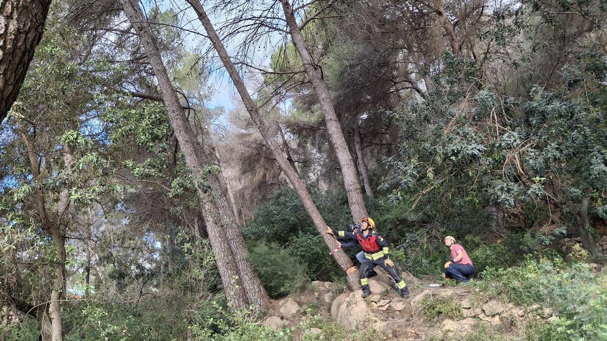 Los bomberos han talado 53 pinos secos y muertos que agravaban el riesgo de incendio