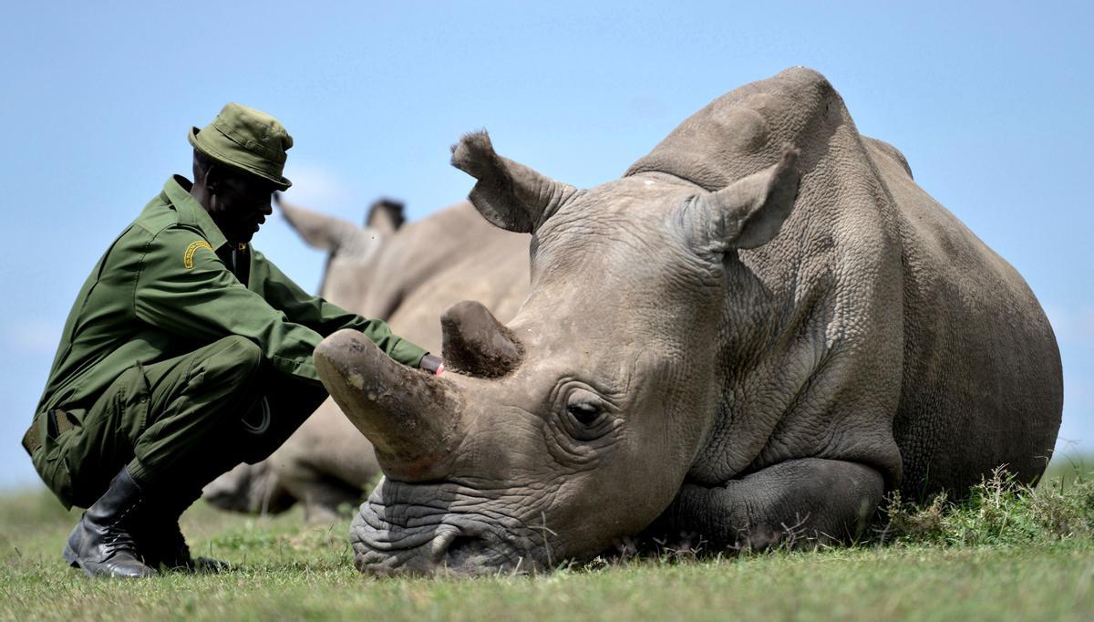 Un ejemplar de rinoceronte