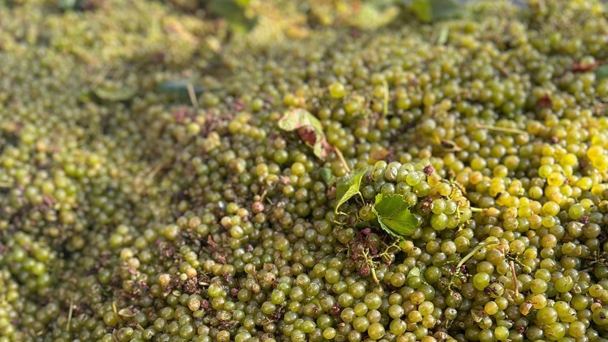 La uva para cava a la mitad de precio