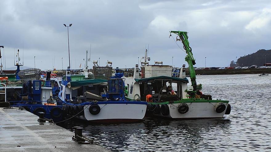 Una toxina frena en seco la campaña de exportación del mejillón de la comarca