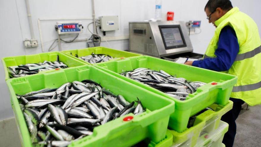 Bocartes pesándose en la lonja de Gijón.